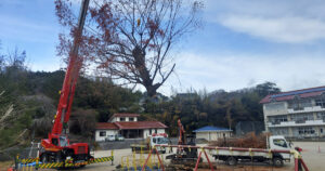 本郷小学校の樹木伐採